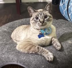 Lost Male Cat last seen Shannon Creek Neighborhood, Burleson, TX 76028