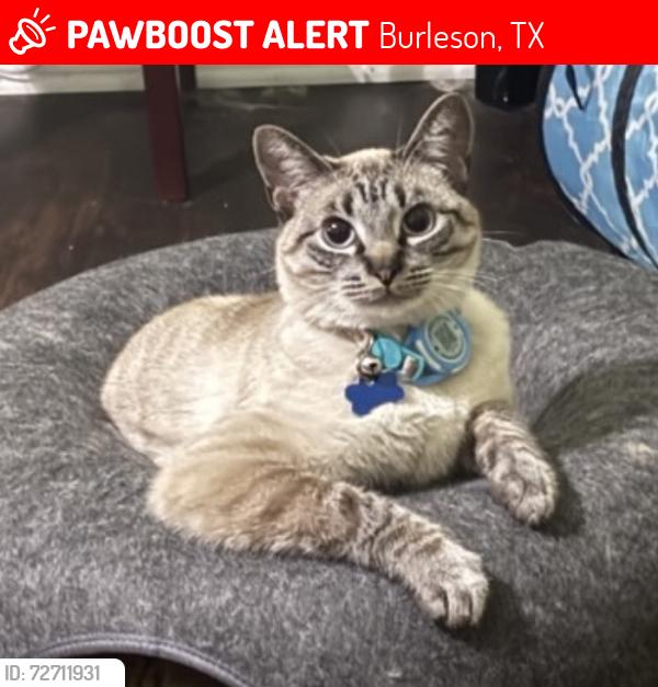 Lost Male Cat last seen Shannon Creek Neighborhood, Burleson, TX 76028
