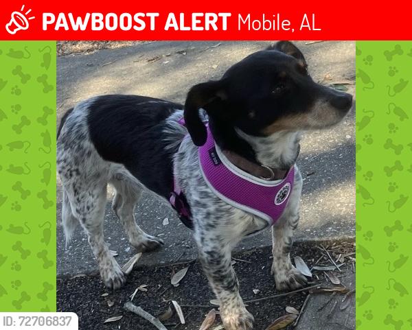 Lost Female Dog last seen Theodore , Mobile, AL 36604