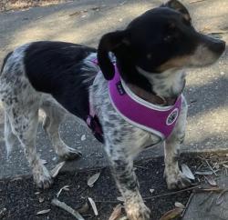 Lost Female Dog last seen Theodore , Mobile, AL 36604