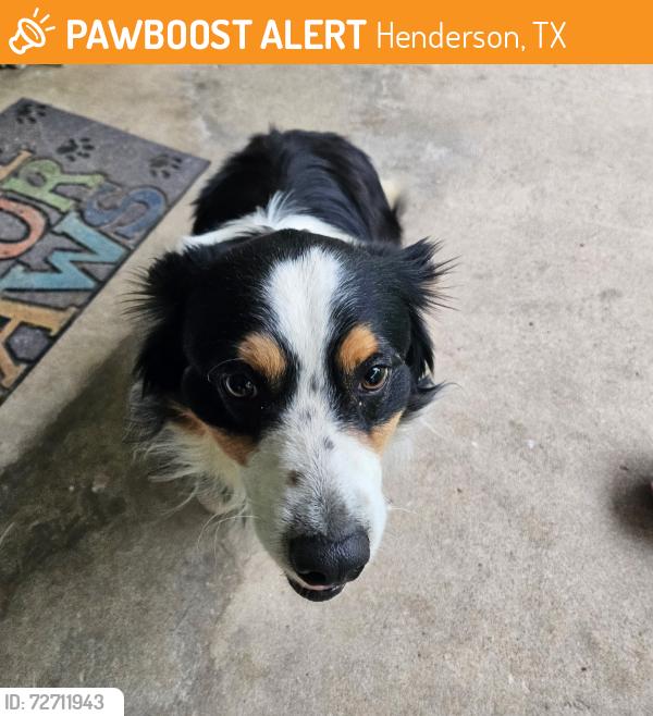 Found/Stray Male Dog last seen Near and E Main St , Henderson, TX 75654