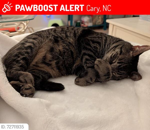 Lost Male Cat last seen Near Pond St and the apmts , Cary, NC 27511