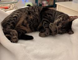 Lost Male Cat last seen Near Pond St and the apmts , Cary, NC 27511