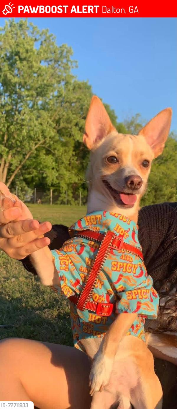 Lost Male Dog last seen Dalton Parks & Recreation , Dalton, GA 30721