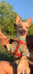 Lost Male Dog last seen Dalton Parks & Recreation , Dalton, GA 30721