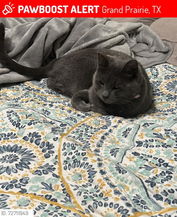 Lost Female Cat last seen Camp Wisdom, Grand Prairie, TX 75052
