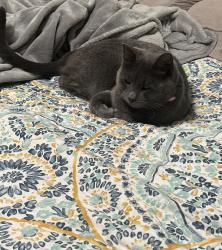 Lost Female Cat last seen Camp Wisdom, Grand Prairie, TX 75052