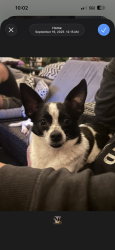 Lost Male Dog last seen Tiger sugar , Hollywood, FL 33024