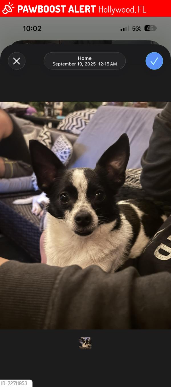 Lost Male Dog last seen Tiger sugar , Hollywood, FL 33024