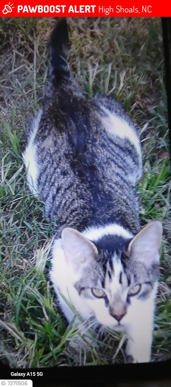 Lost Male Cat last seen Near river  street  highshoals  nc  28077, High Shoals, NC 28077