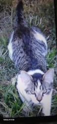 Lost Male Cat last seen Near river  street  highshoals  nc  28077, High Shoals, NC 28077