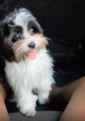 Lost Female Dog last seen NEAR THE FRONT , Lauderhill, FL 33313
