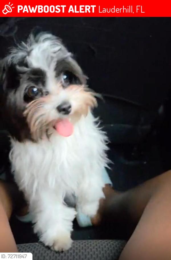 Lost Female Dog last seen NEAR THE FRONT , Lauderhill, FL 33313