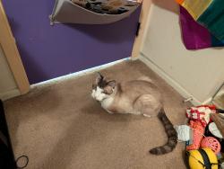 Lost Male Cat last seen Arbor way Las Vegas Nevada , Las Vegas, NV 89107