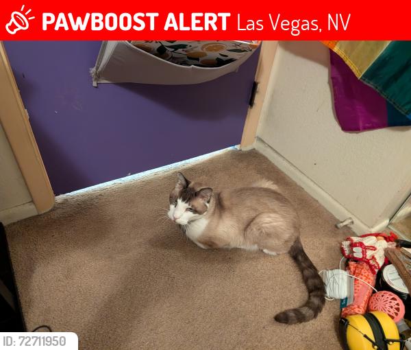 Lost Male Cat last seen Arbor way Las Vegas Nevada , Las Vegas, NV 89107