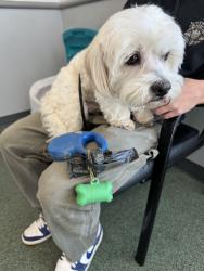 Lost Unknown Dog last seen E Cone Blvd, Greensboro, NC 27408