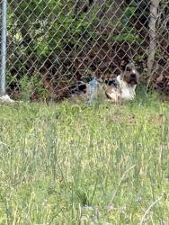 Found/Stray Male Dog last seen Alphin rd, Harnett County, NC 28334