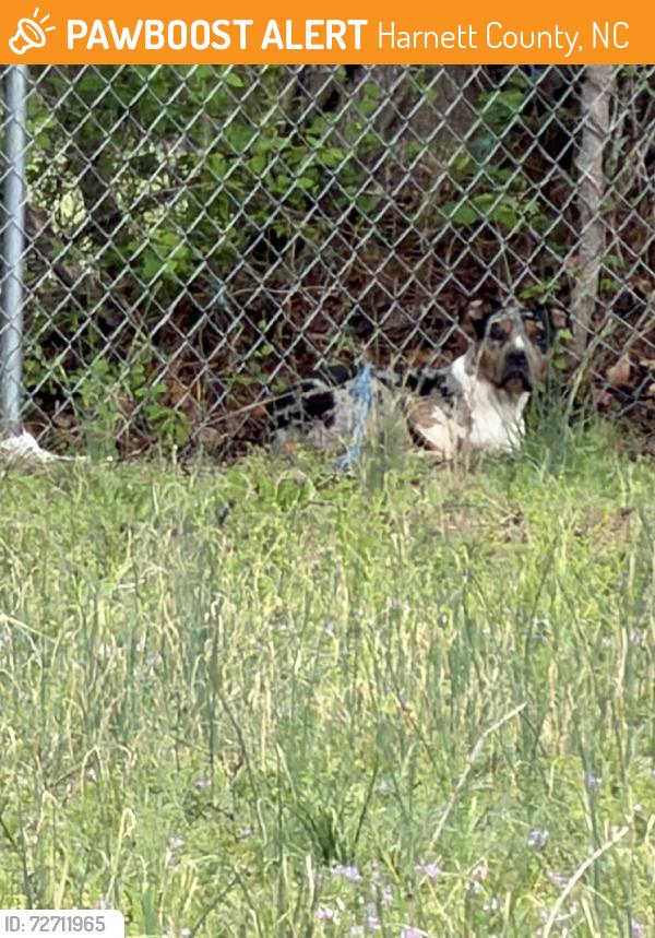 Found/Stray Male Dog last seen Alphin rd, Harnett County, NC 28334