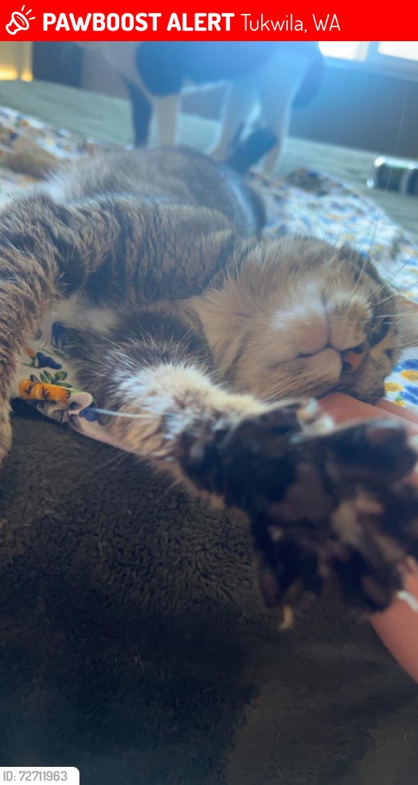 Lost Female Cat last seen Escaping buildings window, Tukwila, WA 98188