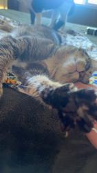 Lost Female Cat last seen Escaping buildings window, Tukwila, WA 98188