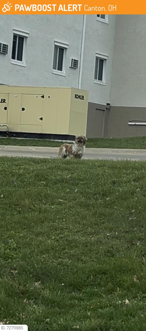 Found/Stray Unknown Dog last seen 18th and Cherry Ave NE, Canton, OH 44714