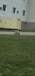 Found/Stray Unknown Dog last seen 18th and Cherry Ave NE, Canton, OH 44714
