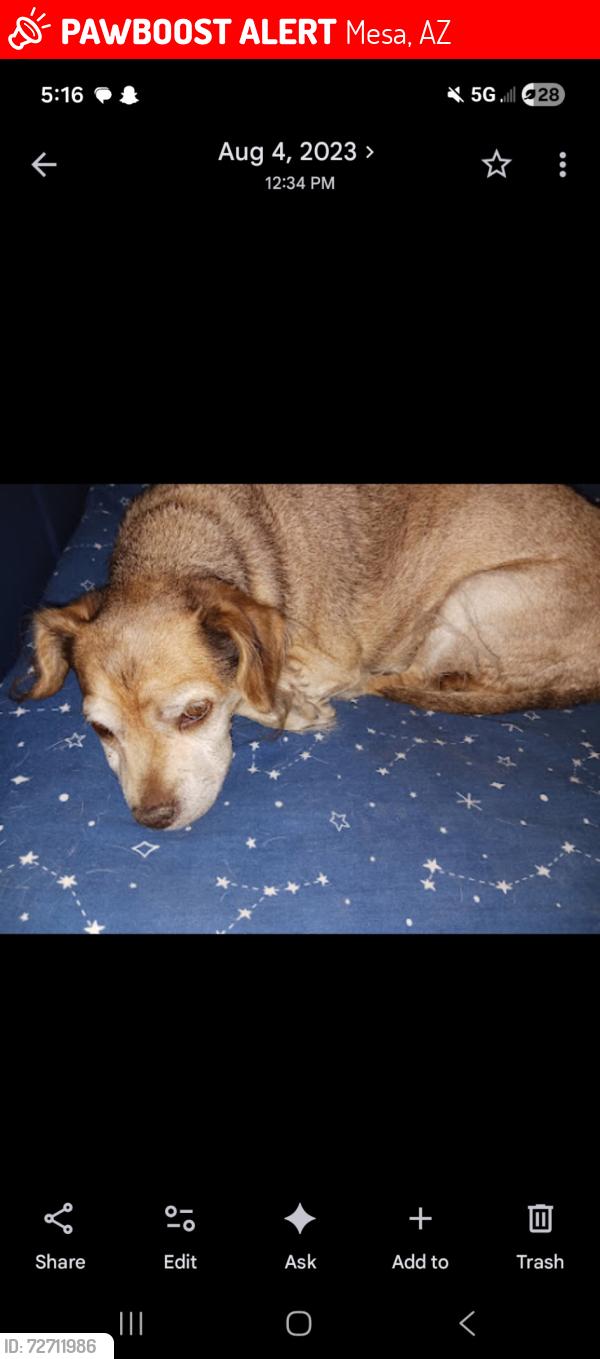 Lost Female Dog last seen Near , Mesa, AZ 85204