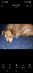 Lost Female Dog last seen Near , Mesa, AZ 85204