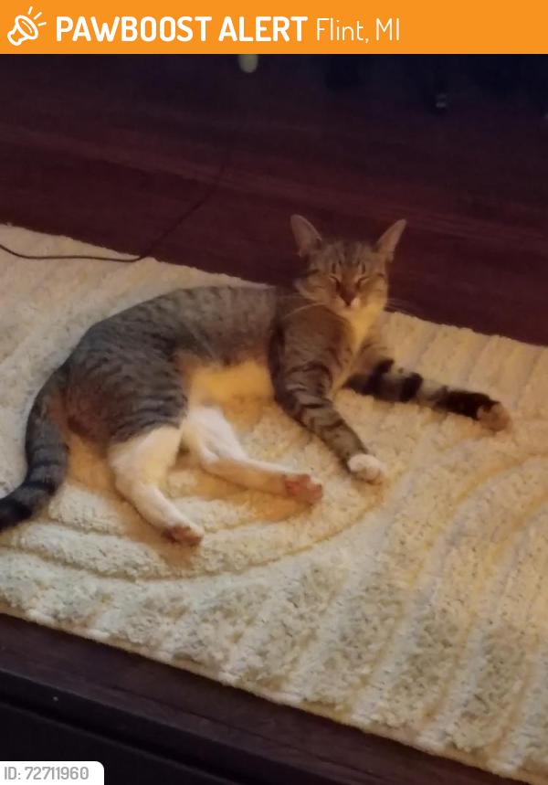 Found/Stray Female Cat last seen Glendale subdivision , Flint, MI 48502