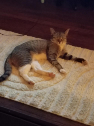Found/Stray Female Cat last seen Glendale subdivision , Flint, MI 48502