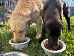 Found/Stray Male Dog last seen With another dog in the median of the highway, Bridgeport, AL 35740