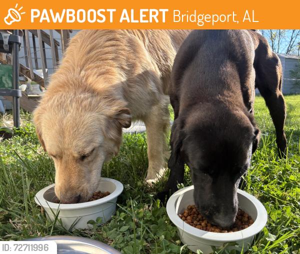 Found/Stray Male Dog last seen With another dog in the median of the highway, Bridgeport, AL 35740