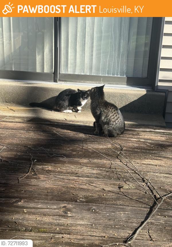 Found/Stray Male Cat last seen Villa fair rd and fairground rd, Louisville, KY 40291