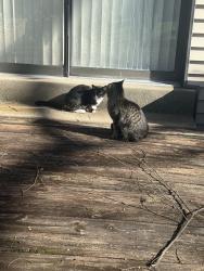 Found/Stray Male Cat last seen Villa fair rd and fairground rd, Louisville, KY 40291