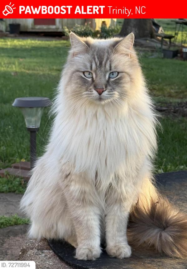 Lost Male Cat last seen Abigail dr, Trinity, NC 27370