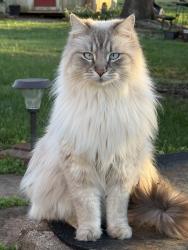 Lost Male Cat last seen Abigail dr, Trinity, NC 27370