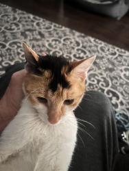 Found/Stray Unknown Cat last seen Turnberry , Woodburn, OR 97071