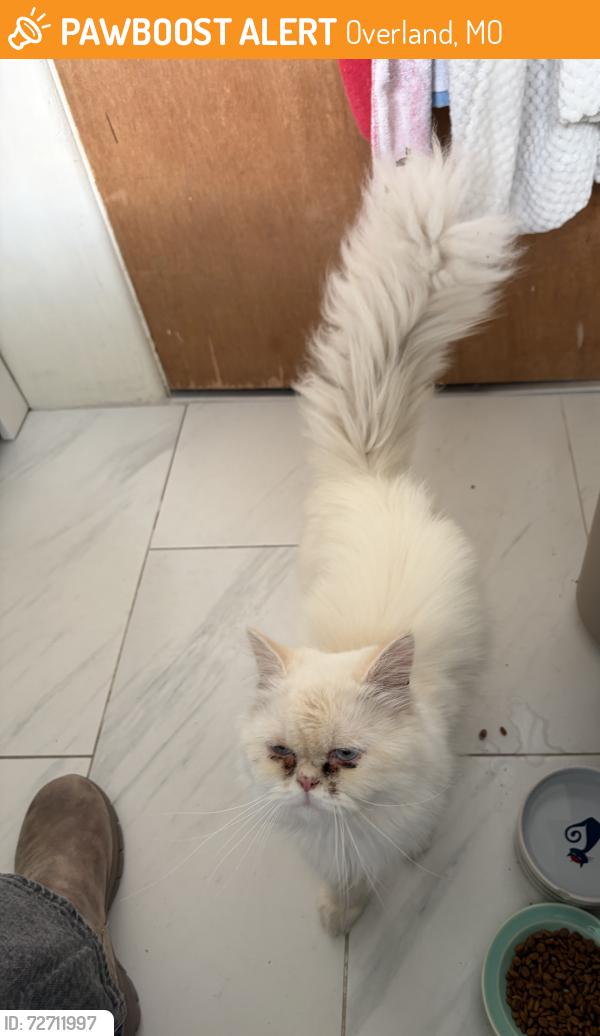 Found/Stray Unknown Cat last seen Midland Ave Shakespeare , Overland, MO 63114
