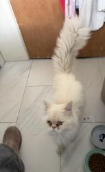 Found/Stray Unknown Cat last seen Midland Ave Shakespeare , Overland, MO 63114