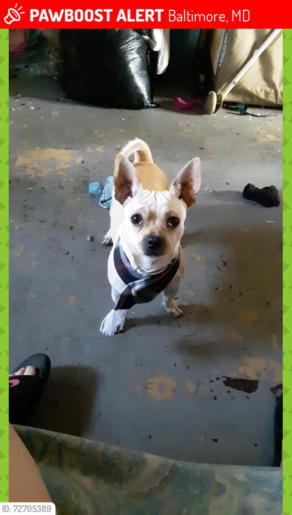 Lost Male Dog last seen Near n Glover Street 21224, Baltimore, MD 21224