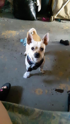 Lost Male Dog last seen Near n Glover Street 21224, Baltimore, MD 21224
