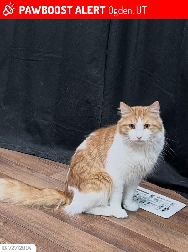 Lost Male Cat last seen Last seen in the neighborhood North of 12th street, right outside the canyon , Ogden, UT 84404
