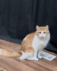 Lost Male Cat last seen Last seen in the neighborhood North of 12th street, right outside the canyon , Ogden, UT 84404