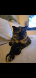 Lost Female Cat last seen Artesa community 11477 SW 252 st, Homestead, FL 33032