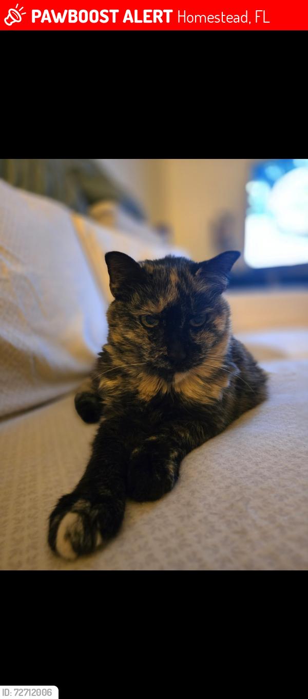 Lost Female Cat last seen Artesa community 11477 SW 252 st, Homestead, FL 33032