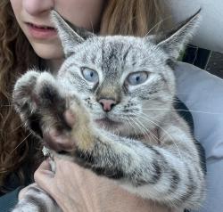 Found/Stray Female Cat last seen Oaklandon Road and Fox Road , Indianapolis, IN 46236