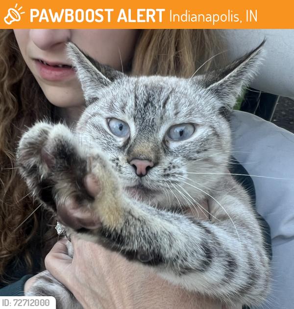 Found/Stray Female Cat last seen Oaklandon Road and Fox Road , Indianapolis, IN 46236