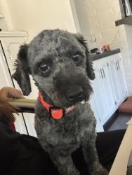 Found/Stray Male Dog last seen Ming, Bakersfield, CA 93304