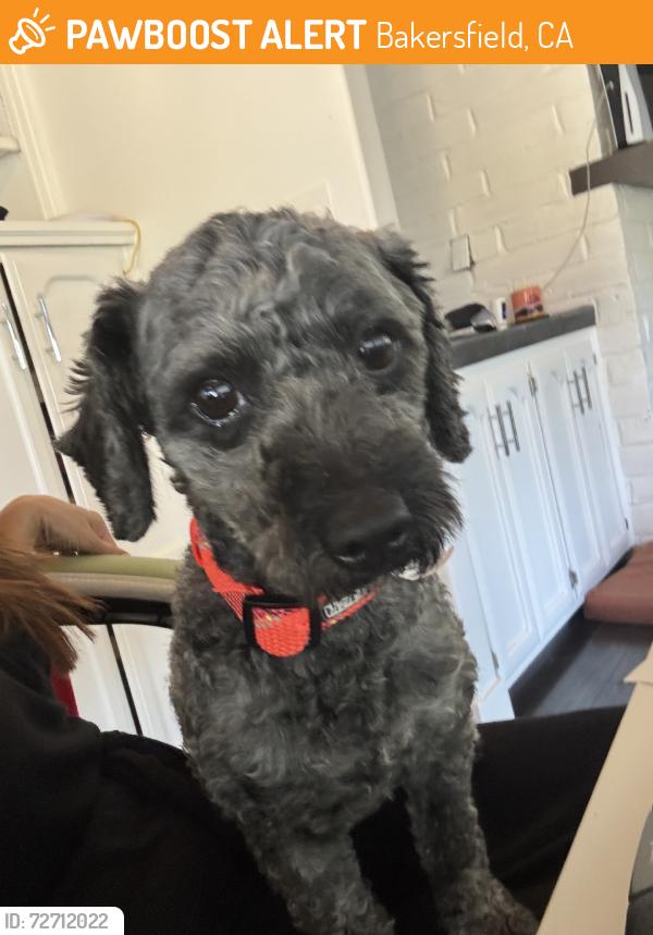 Found/Stray Male Dog last seen Ming, Bakersfield, CA 93304