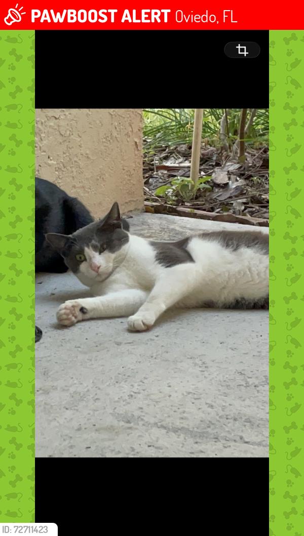 Lost Male Cat last seen Lockwood and 419, Oviedo, FL 32766